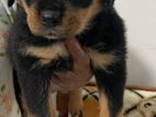 Rottweiler Puppy