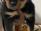 Rottweiler Puppy