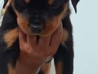 Rottweiler Puppy