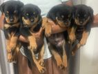 Rottweiler Puppy