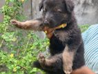 German Shepherd Puppies
