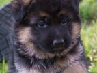 German Shepherd Puppy