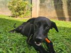 Dog for Kind Home