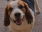 Beagle Dog for Stud