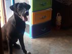 Dog for Kind Home