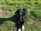 Dog - Great Dane