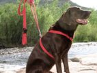 Dog Harness with Adjustable Nylon Lead