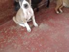 Dog Puppies for Kind Home