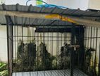 Dog house