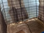 Dog Cage