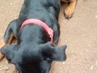 Rottweiler Puppies