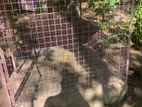 Dog Cage