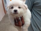 Dog Lion Pomenarian Female