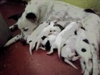 Dalmation Puppies