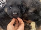 Lion Shepherd Puppies