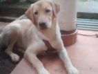Labrador Dog