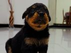 Rottweiler Dog