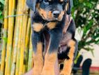 Rottweiler Puppies