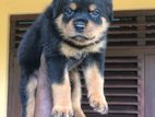 Rottweiler Puppies