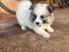 Dog Pomeranian