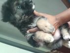 German shepherd Puppy