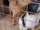 Puppies for Kind Home