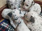 Dalmatian Puppies