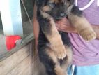 German Sheperd Puppies