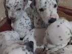 Dalmatian Puppies