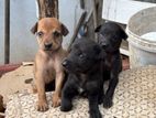 Dog Puppies for Kind Home