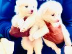 Dog puppy