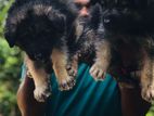 German Shepherd Long Coat Puppies