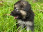 German Shepherd Puppy