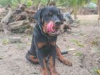 Rottweiler Puppy