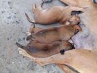 Dog for Kind Home