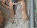 Dog for Kind Home