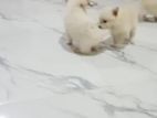 Pomeranian Dog