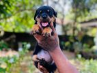 Rottweiler Puppies