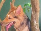 German Shepherd Puppy