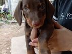 Dachshund Puppy