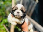 Shihtzu Dog