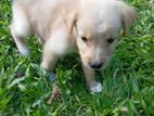 Labrado Puppy