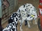 Dalmation Puppy