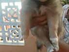 Lion Pomeranian