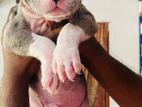 American Bully Puppies