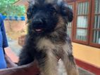 German Shepherd Puppy