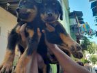 Rottweiler Puppies