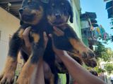 Rottweiler Puppies