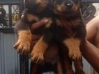 Rottweiler Puppies