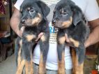 Rottweiler Puppies